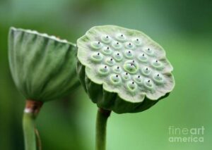 Tổng hợp hình ảnh đài sen (gương sen) đẹp