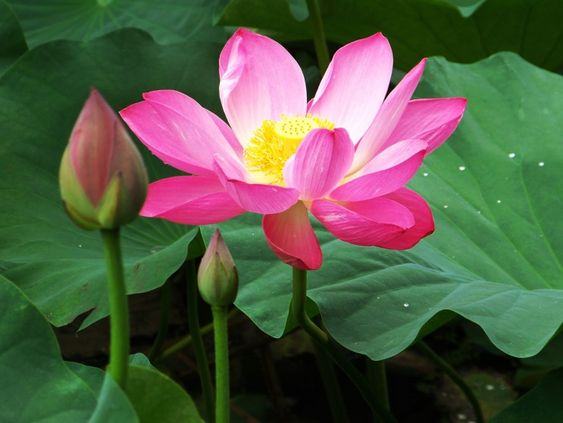 Tổng hợp hình ảnh Hoa sen đẹp