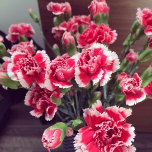 Hình Ảnh Hoa Cẩm Chướng Đẹp Tượng Trưng Cho Tình Bạn, Lòng Quí Mến