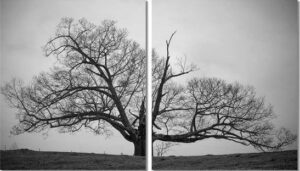 Top 50 Bức tranh trắng đen nghệ thuật đẹp và được ưa chuộng nhất hiện nay