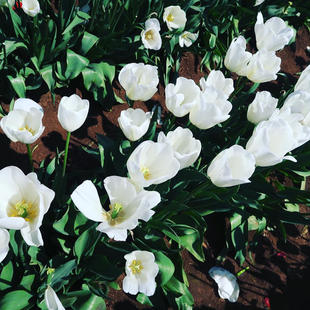 Hình ảnh hoa Tulip trắng & Ý nghĩa của hoa Tulip màu trắng là gi?