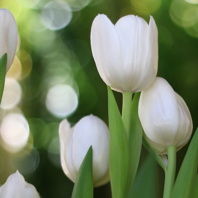 11427448_461919557319051_1635442924_n Bông Hoa Tulip Trắng Tuyệt Đẹp
