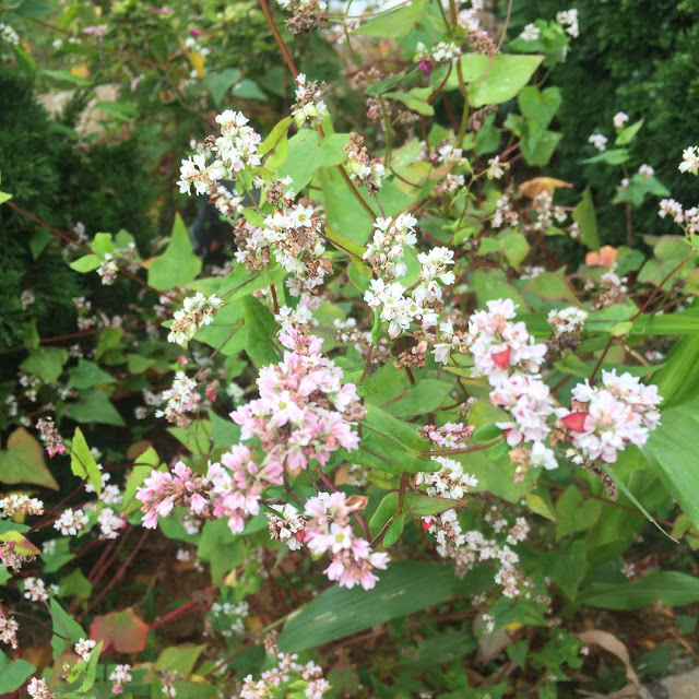 20482686_510152552653850_2023947245967114240_n 45 Hình ảnh hoa tam giác mạch đẹp & Ý nghĩa hoa tam giác mạch