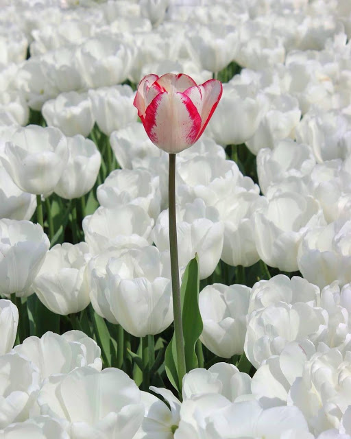 20759442_128745897742924_4974521879181131776_n Ảnh Hoa Tulip Trắng Như Tuyết