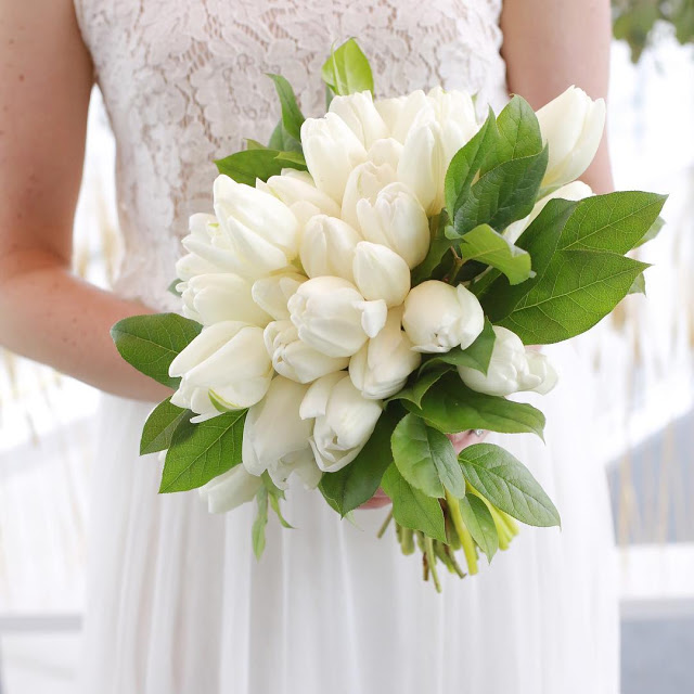 20759697_109254833130569_8305417915155349504_n Hoa Tulip Trắng Trong Tình Yêu