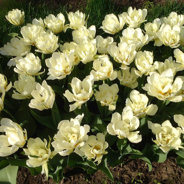 20760024_123557734943418_1618414801791221760_n Rừng Hoa Tulip Trắng Đẹp Nhất
