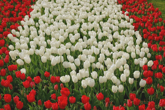 20766221_110428979631649_188001284165468160_n Cánh Đồng Hoa Tulip Trắng Đẹp Nhất