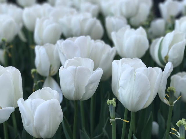 20766987_1733048243375536_5166929636583538688_n Hình ảnh hoa Tulip trắng
