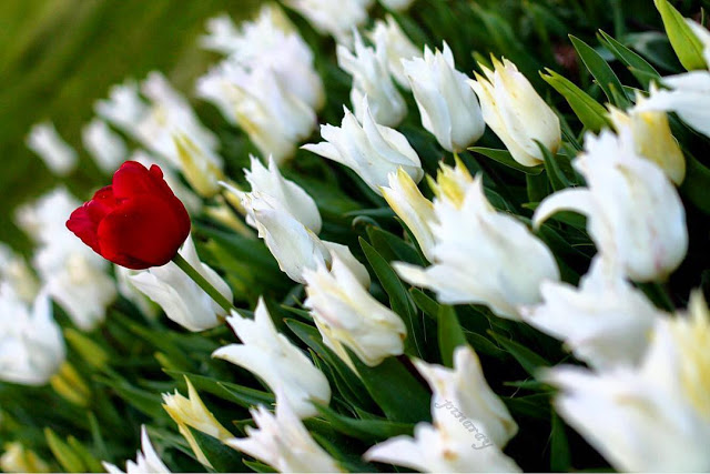 20837155_743885772461707_1058975352774197248_n Hoa Tulip Trắng Đẹp
