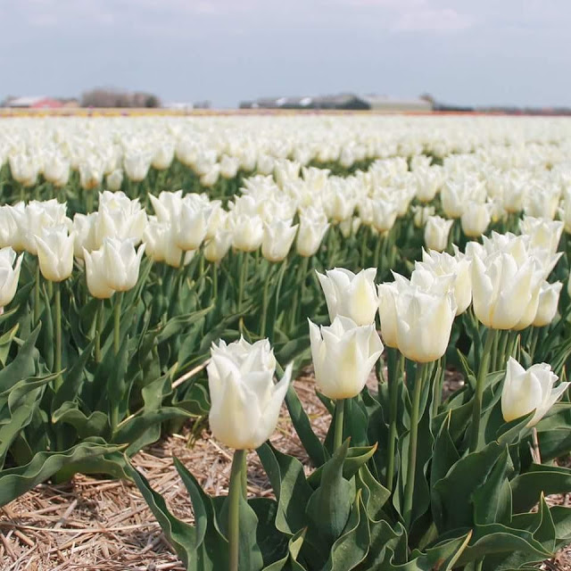 20837702_1779607295387174_80226557410410496_n Cánh Đồng Hoa Tulip Trắng Trải Dài