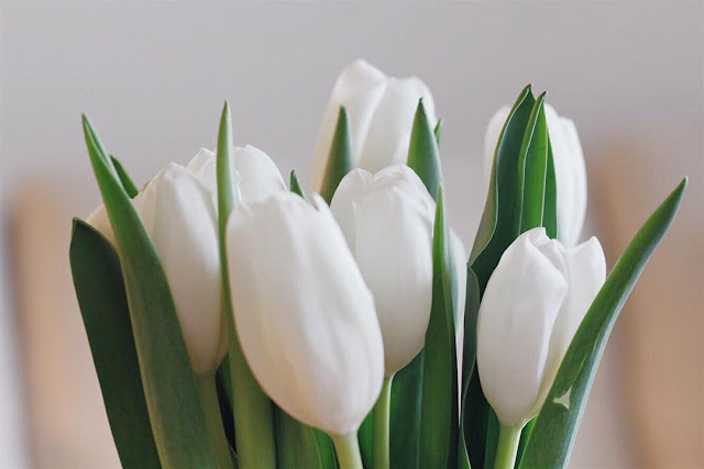 20901903_1916367638687429_6279865652794621952_n Búp Hoa Tulip Trắng Tuyệt Đẹp