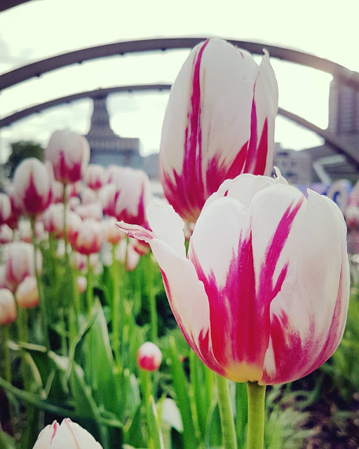 20901937_1948501855369278_2374905679606448128_n Hoa Tulip Trắng Và Đỏ Đẹp