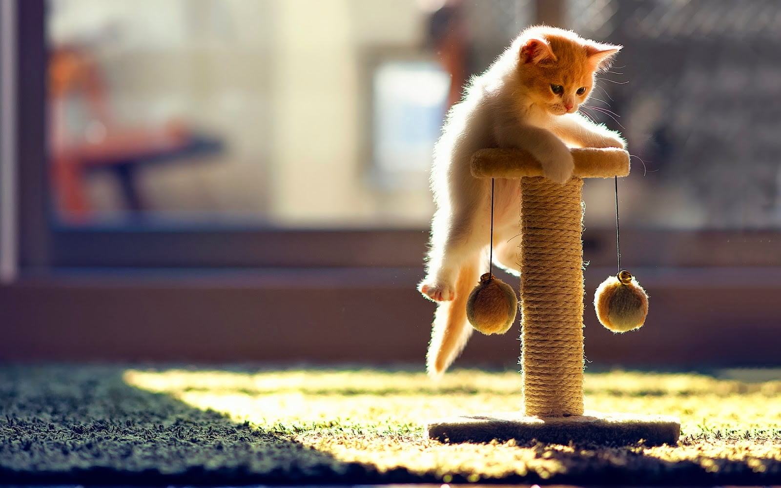 Hình ảnh chú mèo con đang chơi đùa thật đáng yêu