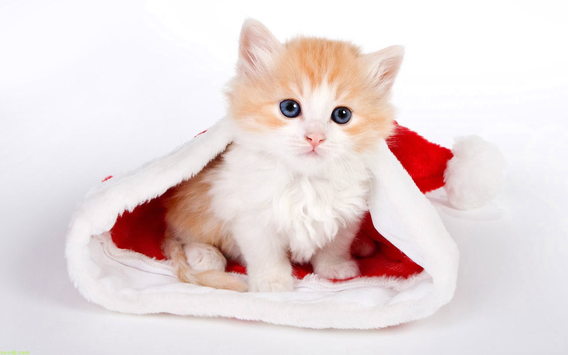 Hình ảnh cực kỳ dễ thương của mèo con trong chiếc mũ của ông già noel