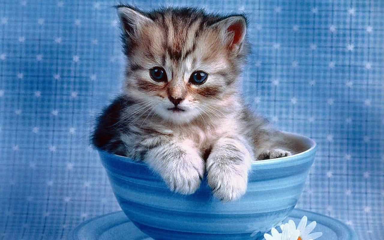 Hình ảnh mèo con nhỏ nhắn nằm vỏn vẹn trong cái bắt trông đáng yêu