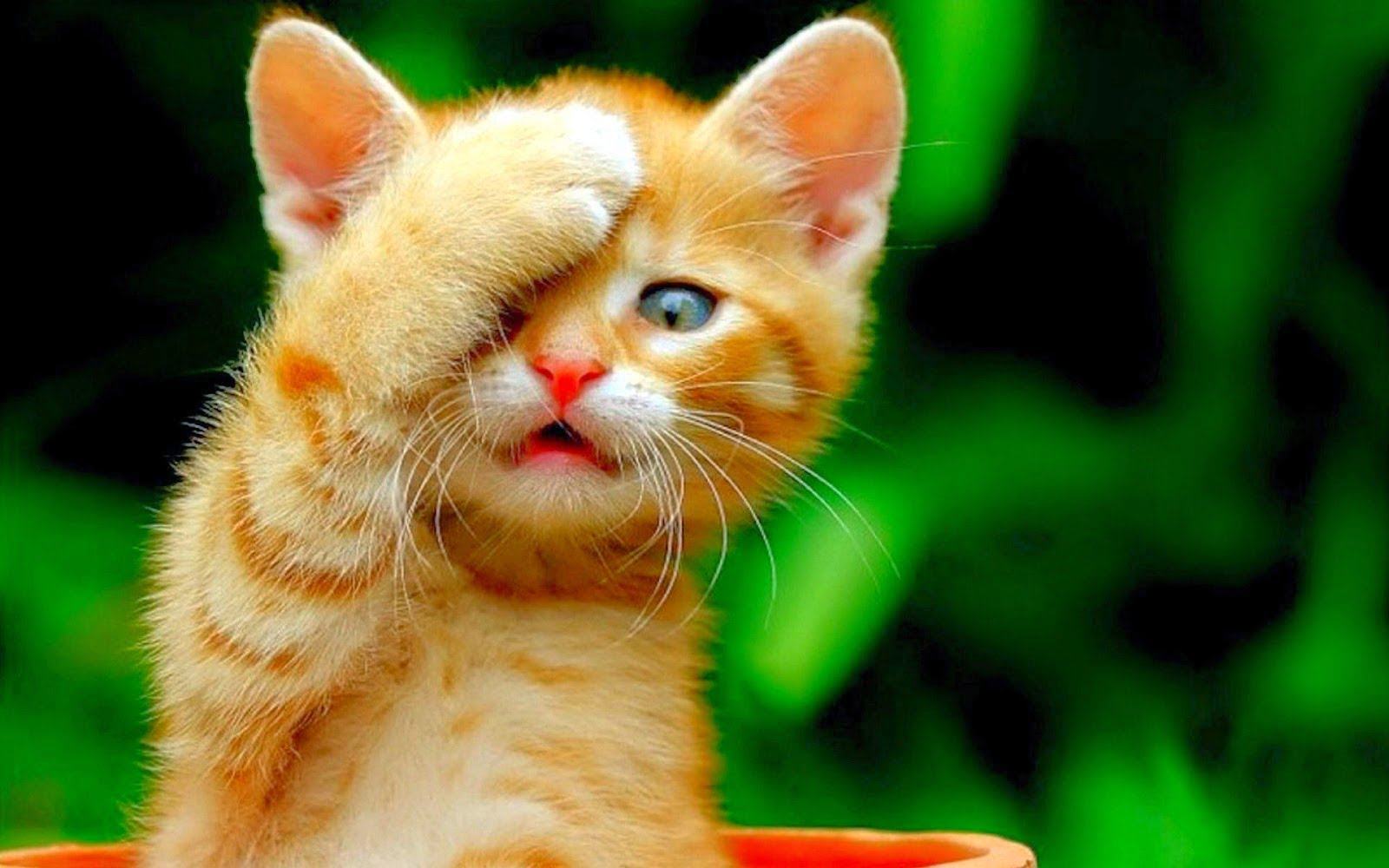 Hình ảnh mèo con cute dễ thương