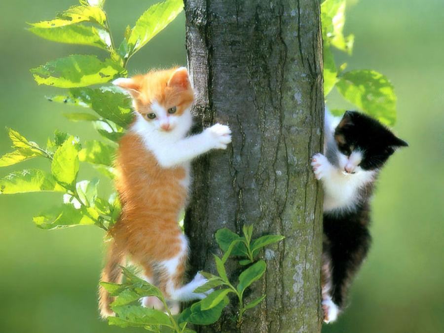 Hình ảnh 2 chú mèo con đang thi nhau ai trèo cây nhanh hơn trông thật đáng yêu