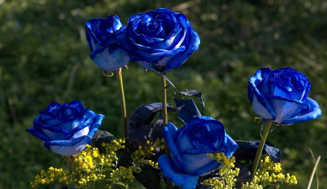 Bông hồng xanh, ảnh bông hoa hồng xanh dương đẹp nhất