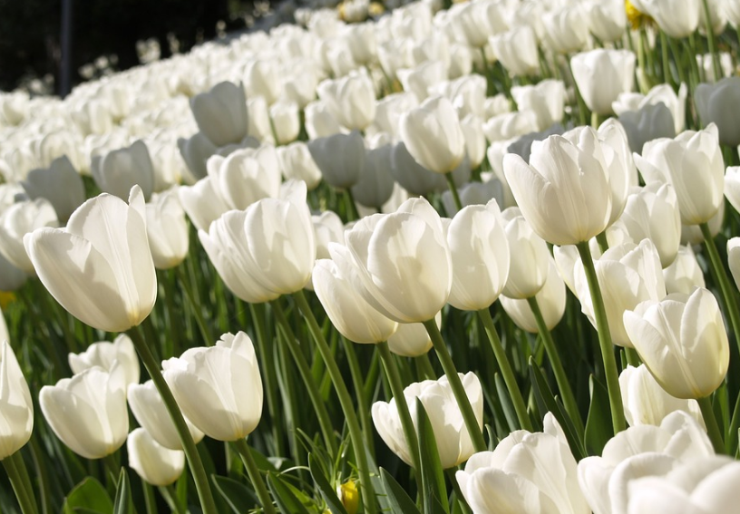Công Viên Hoa Tulip Trắng Đẹp