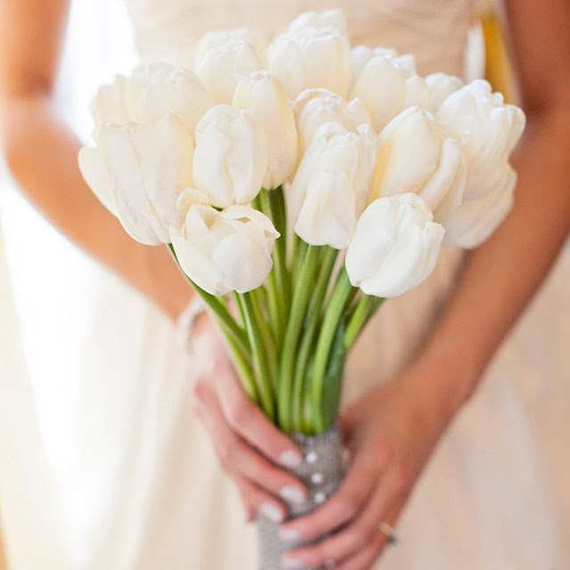 tulip Hình ảnh hoa Tulip trắng Ý nghĩa